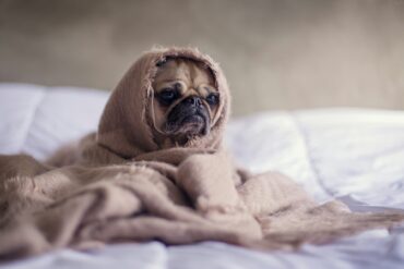 Pet Friendly Hotels in Utah: A Guide for Traveling with Your Furry Friend
